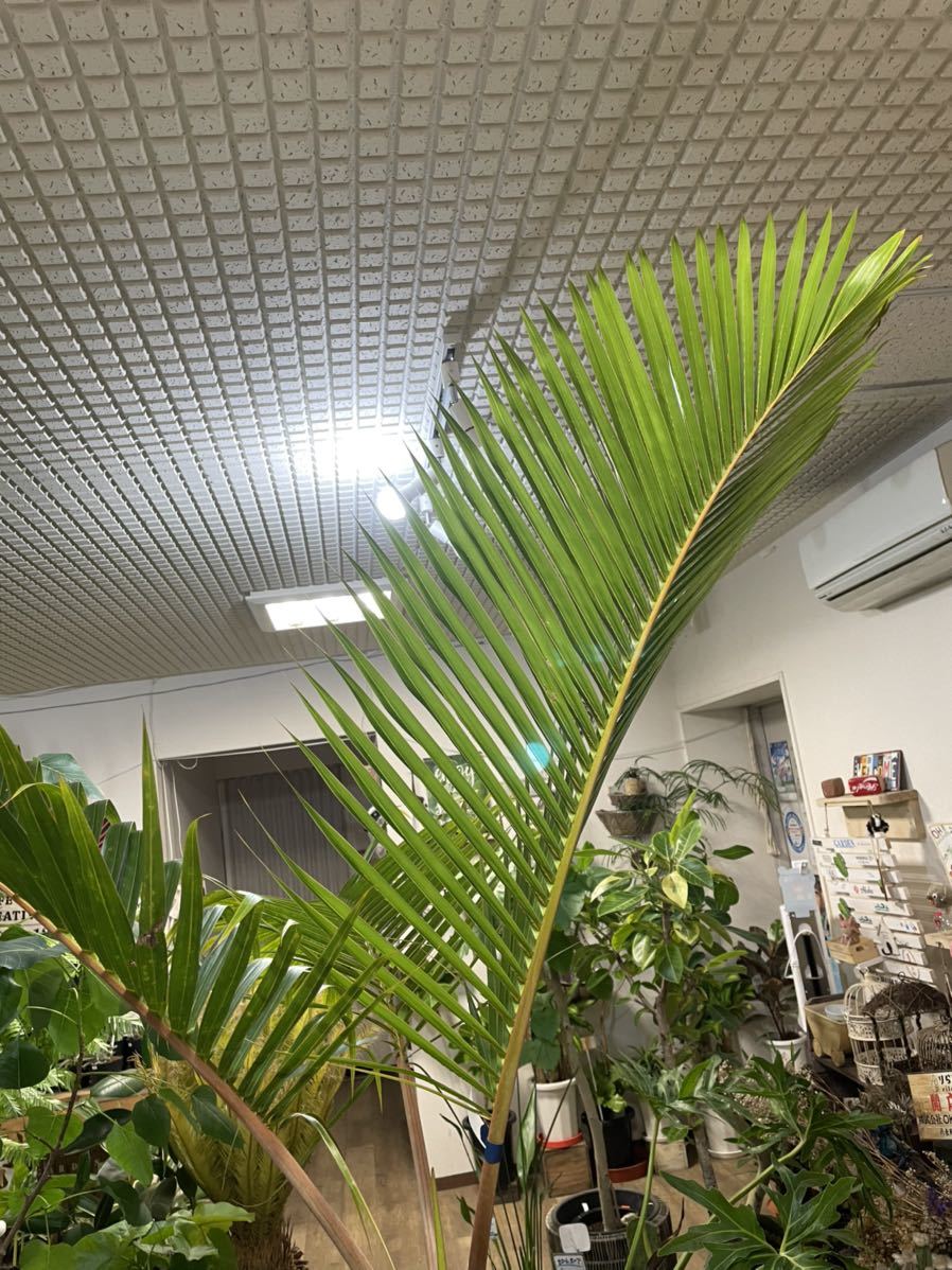 10号*トックリヤシ*観葉植物椰子 - 観葉植物 10号*トックリヤシ*観葉植物椰子 - 観葉植物