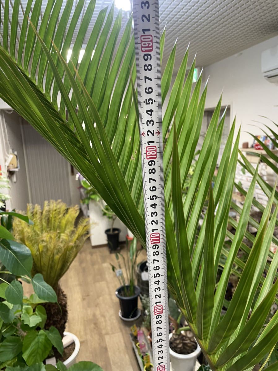 10号*トックリヤシ*観葉植物椰子 10号*トックリヤシ*観葉植物椰子