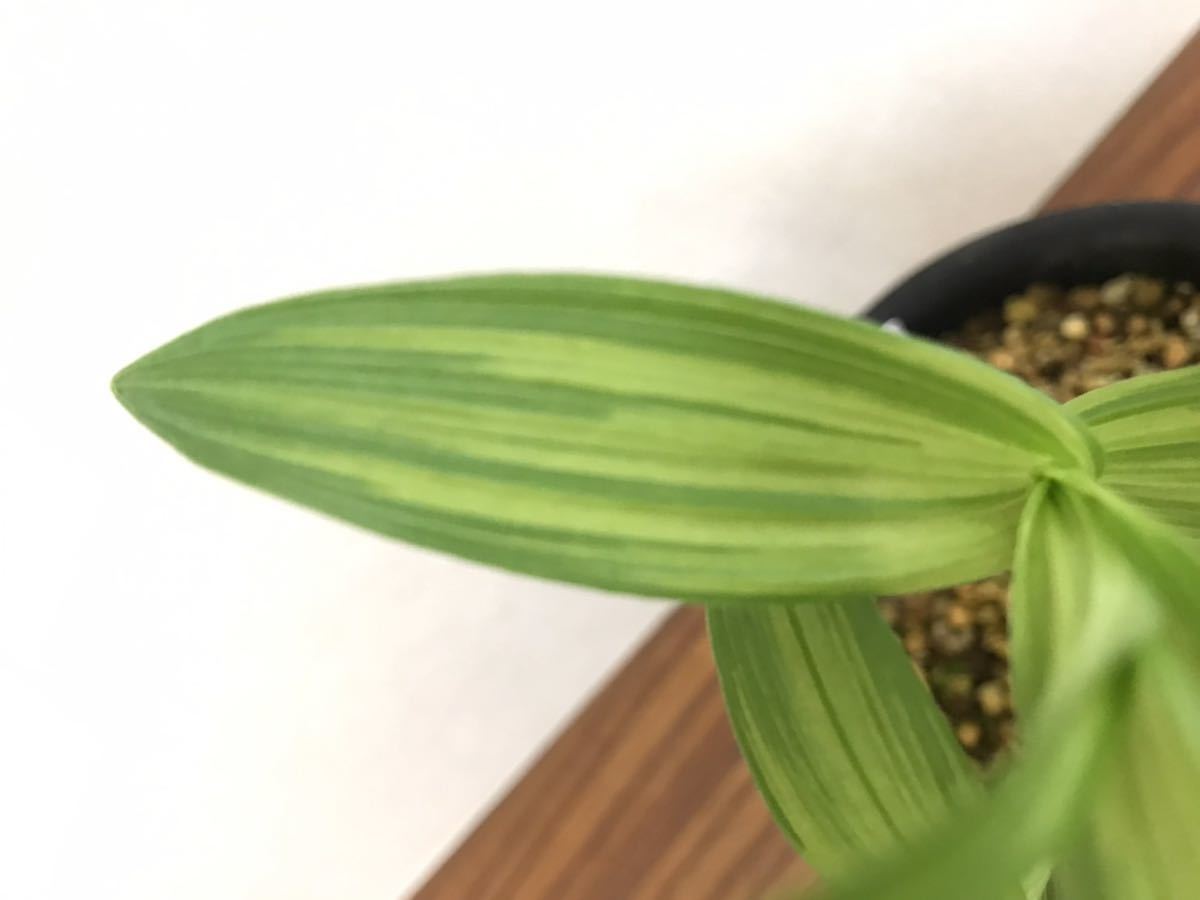 山野草 斑入り カキラン 2本立ち 5