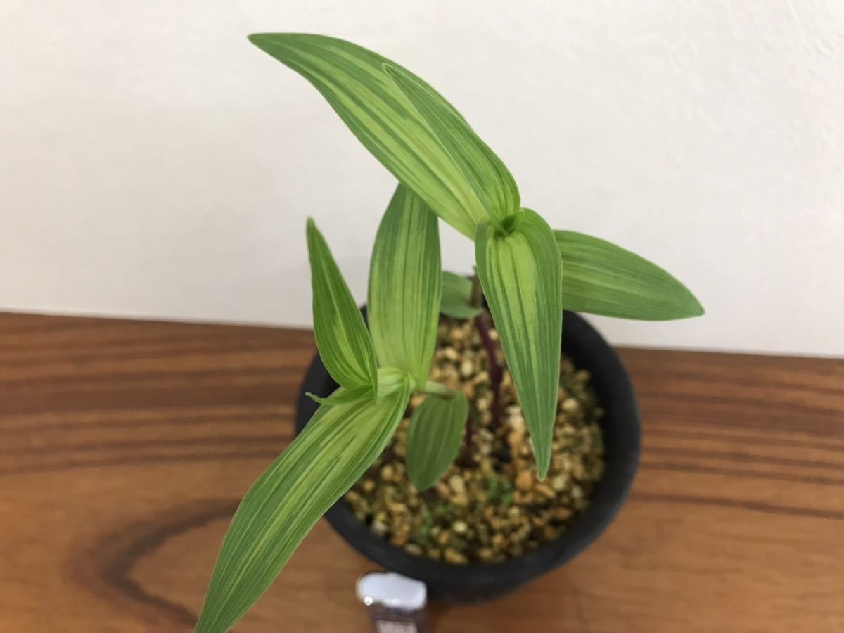 山野草 斑入り カキラン 2本立ち 2