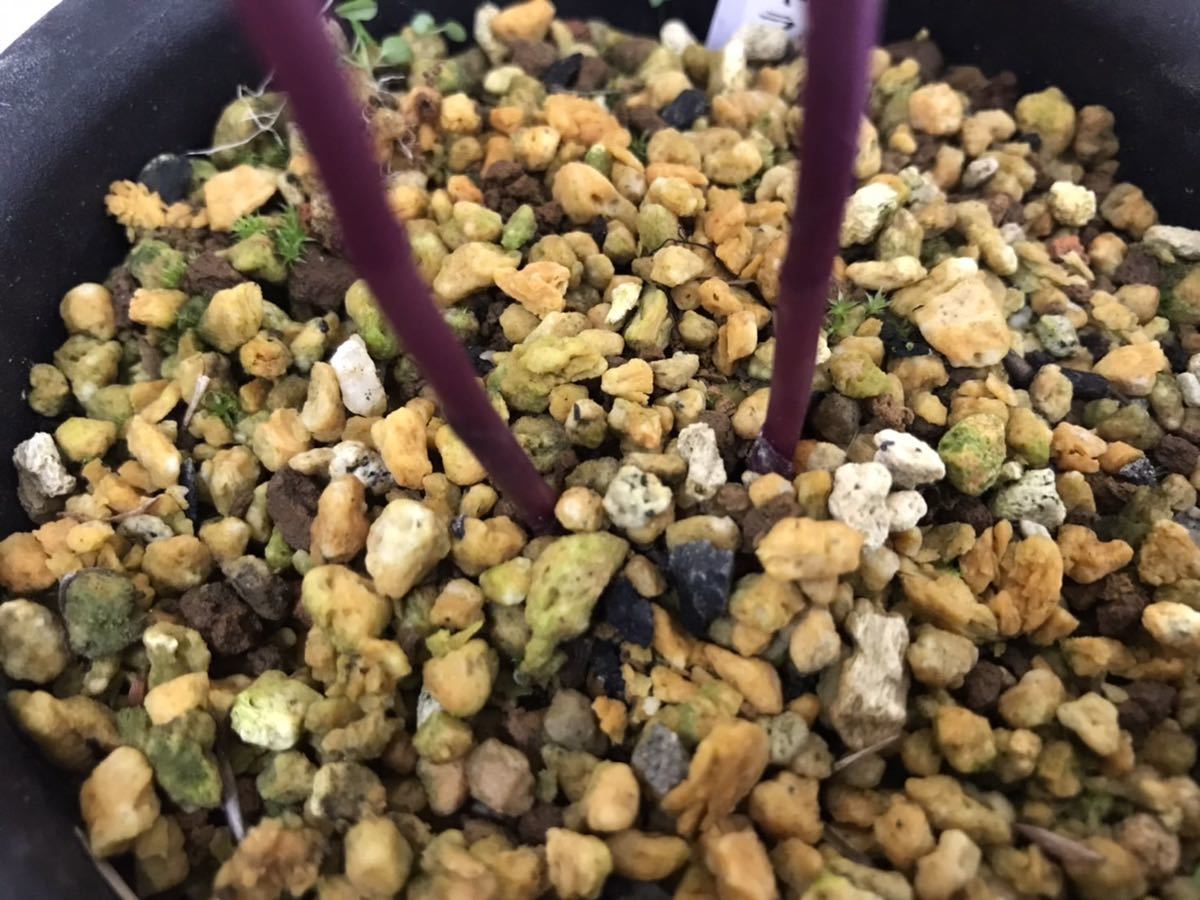山野草 斑入り カキラン 2本立ち 6