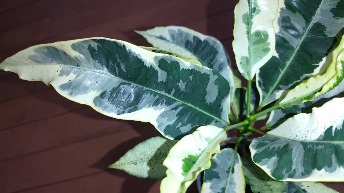 クロトン　タマラ 白斑　観葉植物 鉢植え　ヘンヨウボク