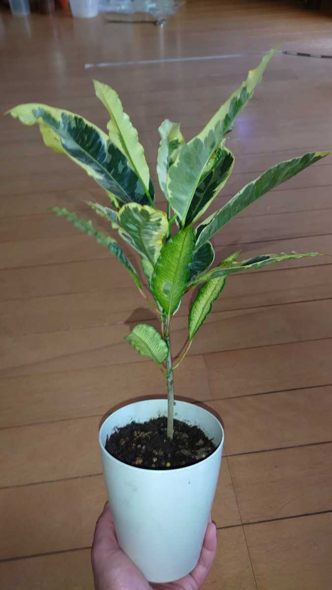 クロトン　タマラ 白斑　観葉植物 鉢植え　ヘンヨウボク