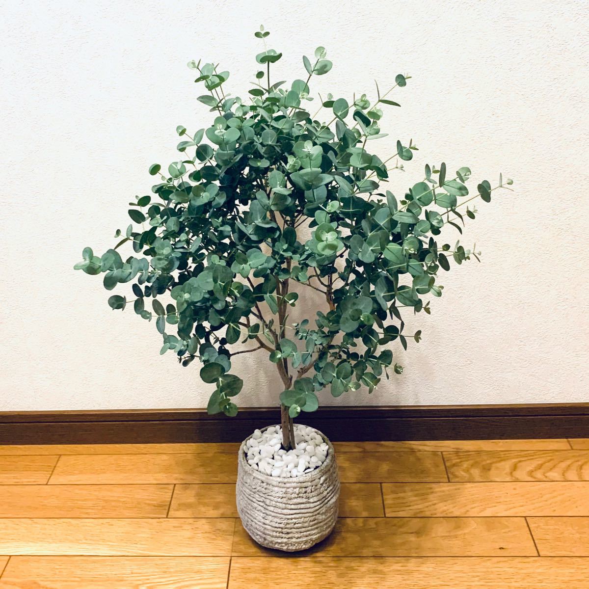 ユーカリ　アーニゲラ　鉢植え 美株　陶器　観葉植物　