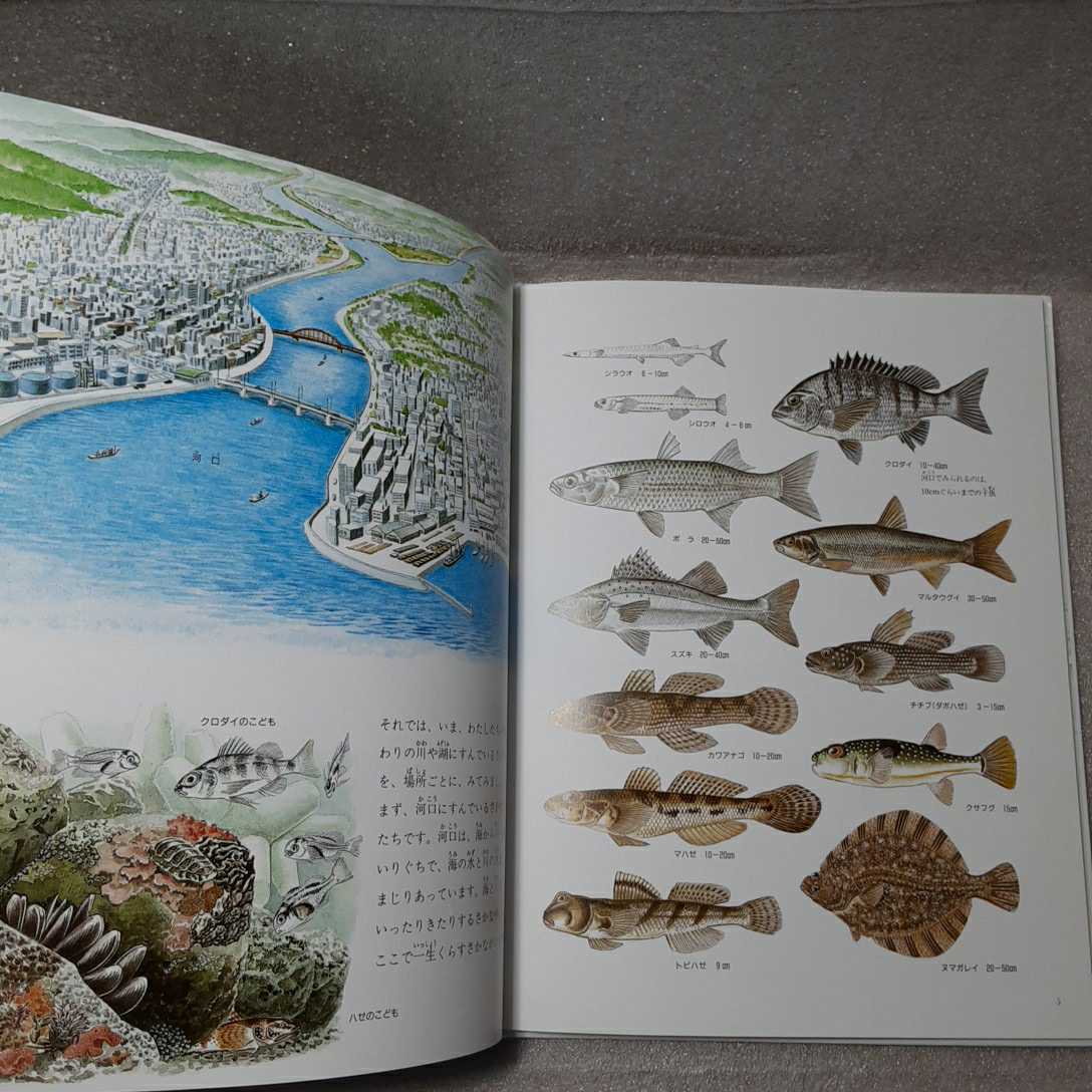 zaa-337 川のさかな (絵本図鑑シリーズ) 大型本 1992/10/1 渡辺 zaa-337 川のさかな (絵本図鑑シリーズ) 大型本 1992/10/1 渡辺