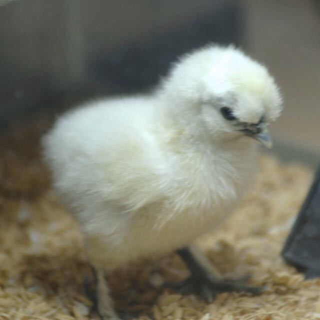 孵化用　多産系　烏骨鶏　有精卵　20個（割れ保障込み）_画像5