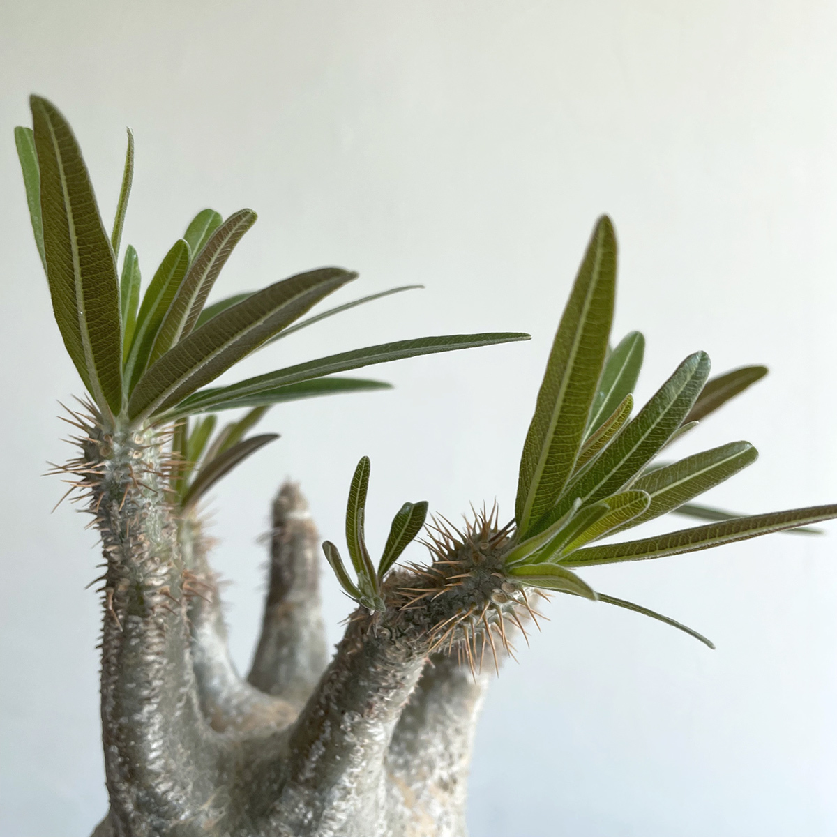 パキポディウム グラキリス / 2018現地球・発根済み // pachypodium rosulatum var.gracilius, コーデックス, 塊根植物, Caudex_画像7