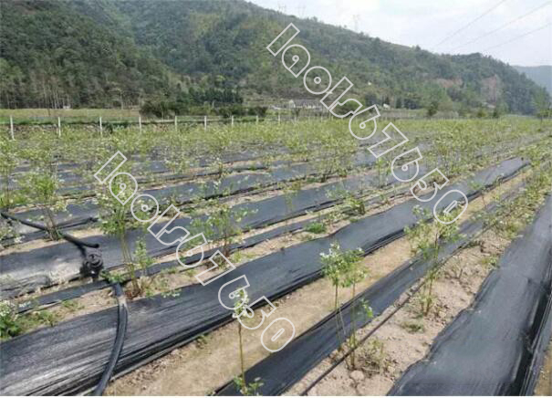  agricultural sheet .. prevention cloth agriculture weeding cloth fruit tree . fruit tree durability multi ventilation moisturizer . gardening cloth .... seat width 1.0M* length 100M/ volume 