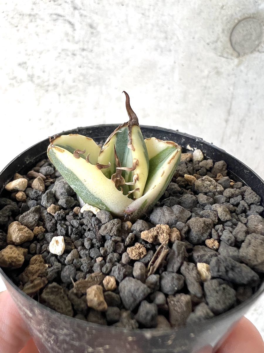 アガベ チタノタ スナグルトゥース agave titanota Snaggletooth 多肉