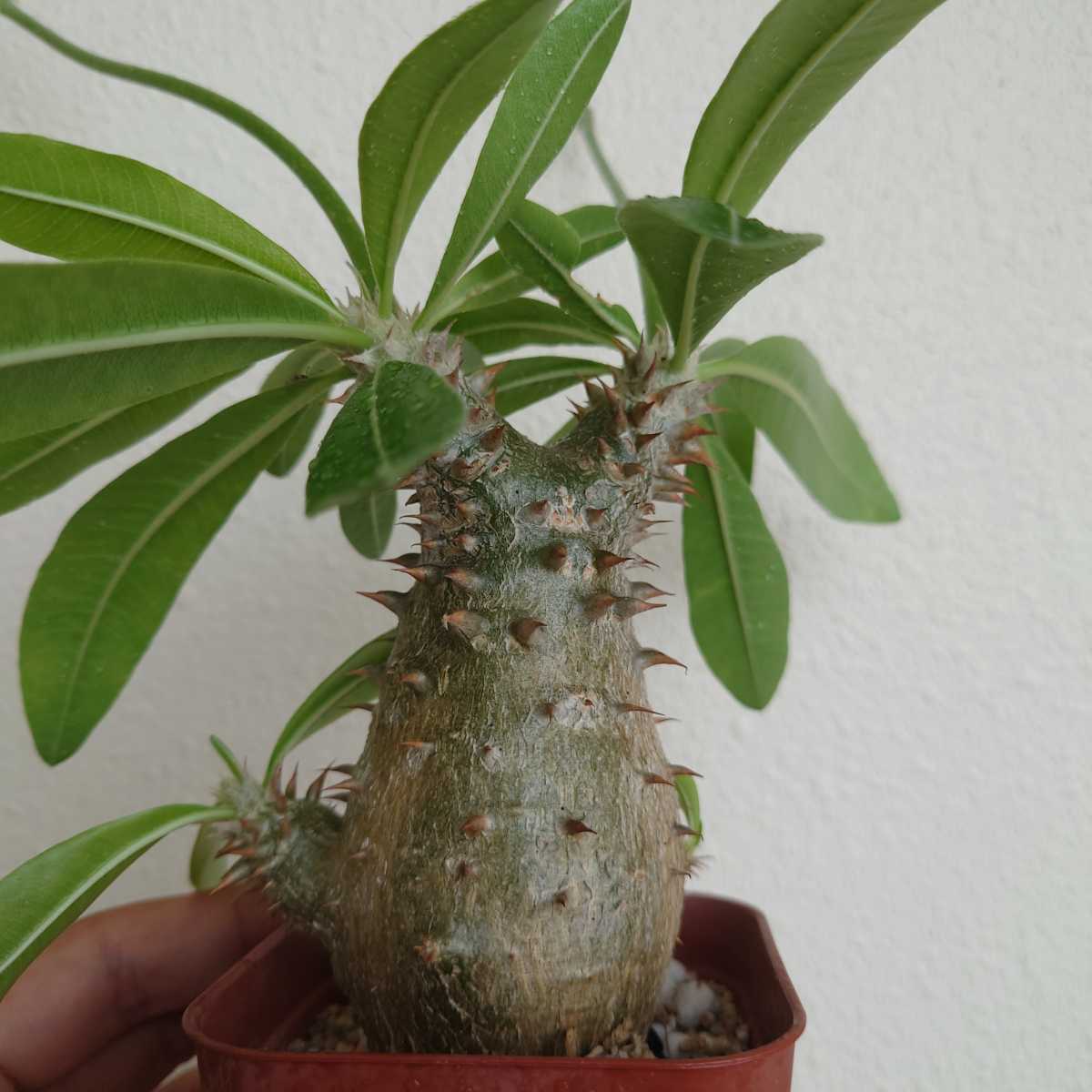 Pachypodium bicolor パキポディウム ビカラー | www.norterminal.no