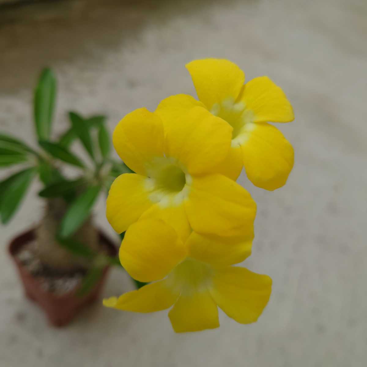 Pachypodium bicolor パキポディウム ビカラー | www.norterminal.no
