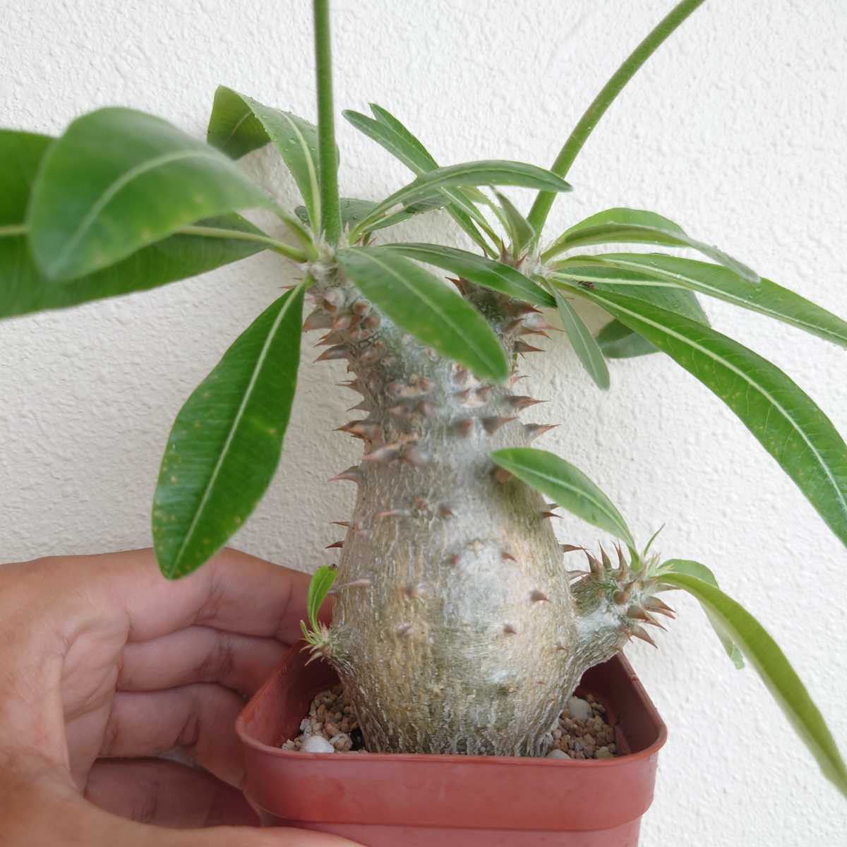 Pachypodium bicolor パキポディウム ビカラー | www.norterminal.no