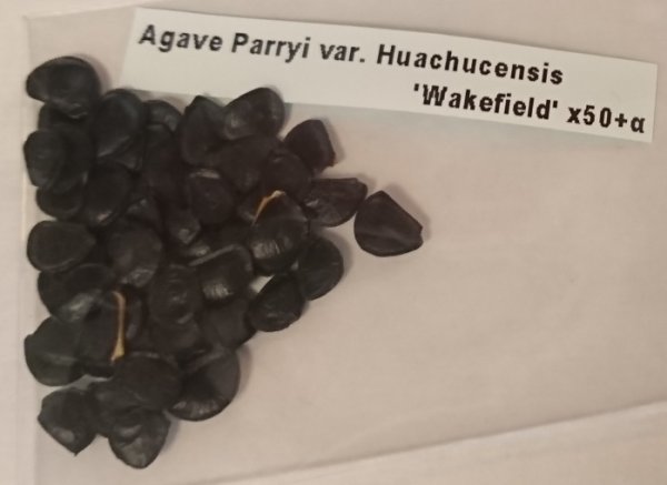 アガベ パリー ホーチエンシス ウェイクフィールド 種子 50粒+α Agave Parryi var. Huachucensis 'Wakefield' 50 seeds+α 種_画像1