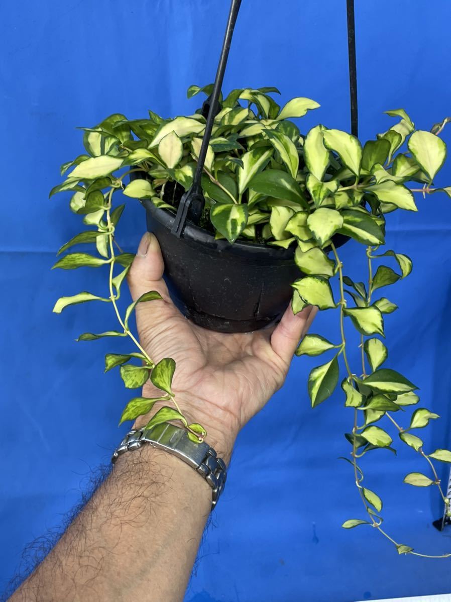 542 斑入り　ホヤ　ヘウスケリアナ　'バリエゲッド' Hoya heuschkeliana 'Variegated' 大株　良い株です　サクララン　桜蘭　ガガイモ_画像9