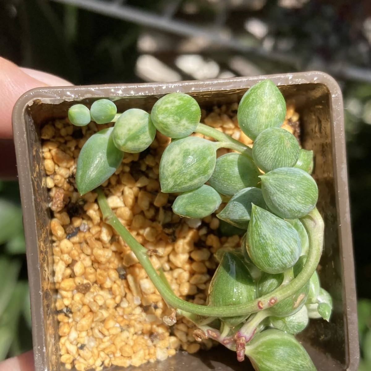 279円 は自分にプチご褒美を 観葉植物 セネシオ:エンジェルティアーズ2.5〜 279円 は自分にプチご褒美を 観葉植物 セネシオ:エンジェルティアーズ2.5〜