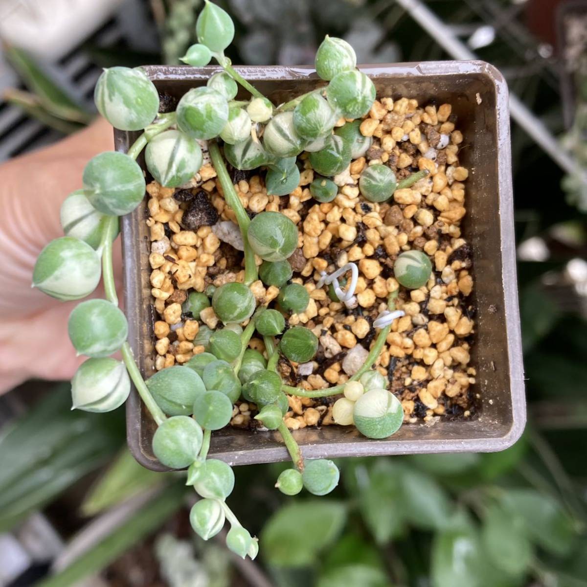 多肉植物 セネシオ属 斑入りグリーンネックレス 5cm角ポット 5 サボテン 売買されたオークション情報 Yahooの商品情報をアーカイブ公開 オークファン Aucfan Com 多肉植物 セネシオ属 斑入りグリーンネックレス 5cm角ポット 5 サボテン 売買されたオークション情報 Yahooの商品情報をアーカイブ公開 オークファン Aucfan Com