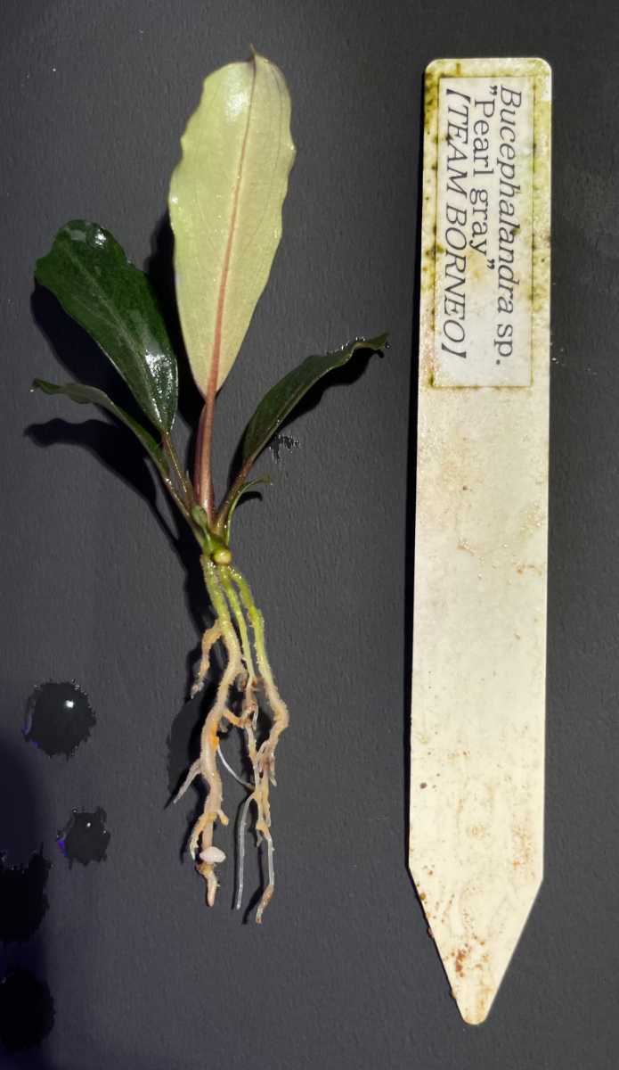 Bucephalandra sp.Pearl gray【TB】ブセファランドラ sp.パールグレイ