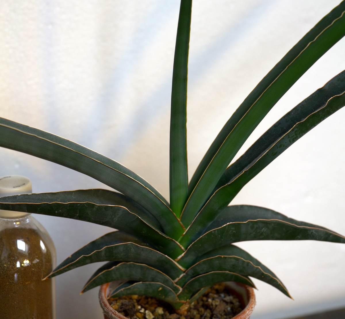 サンスベリア ロブスタブルー Robusta Blue サンセベリア Product Details Yahoo Auctions Japan Proxy Bidding And Shopping Service From Japan サンスベリア ロブスタブルー Robusta Blue サンセベリア Product Details Yahoo Auctions Japan Proxy Bidding And Shopping Service From Japan