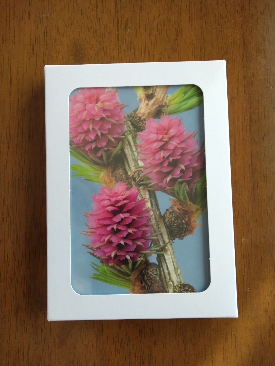  healing herb s company flower * postcard 40 sheets entering! new goods #Healing Harbs Flower Cards# regular price ¥4950# flower card 