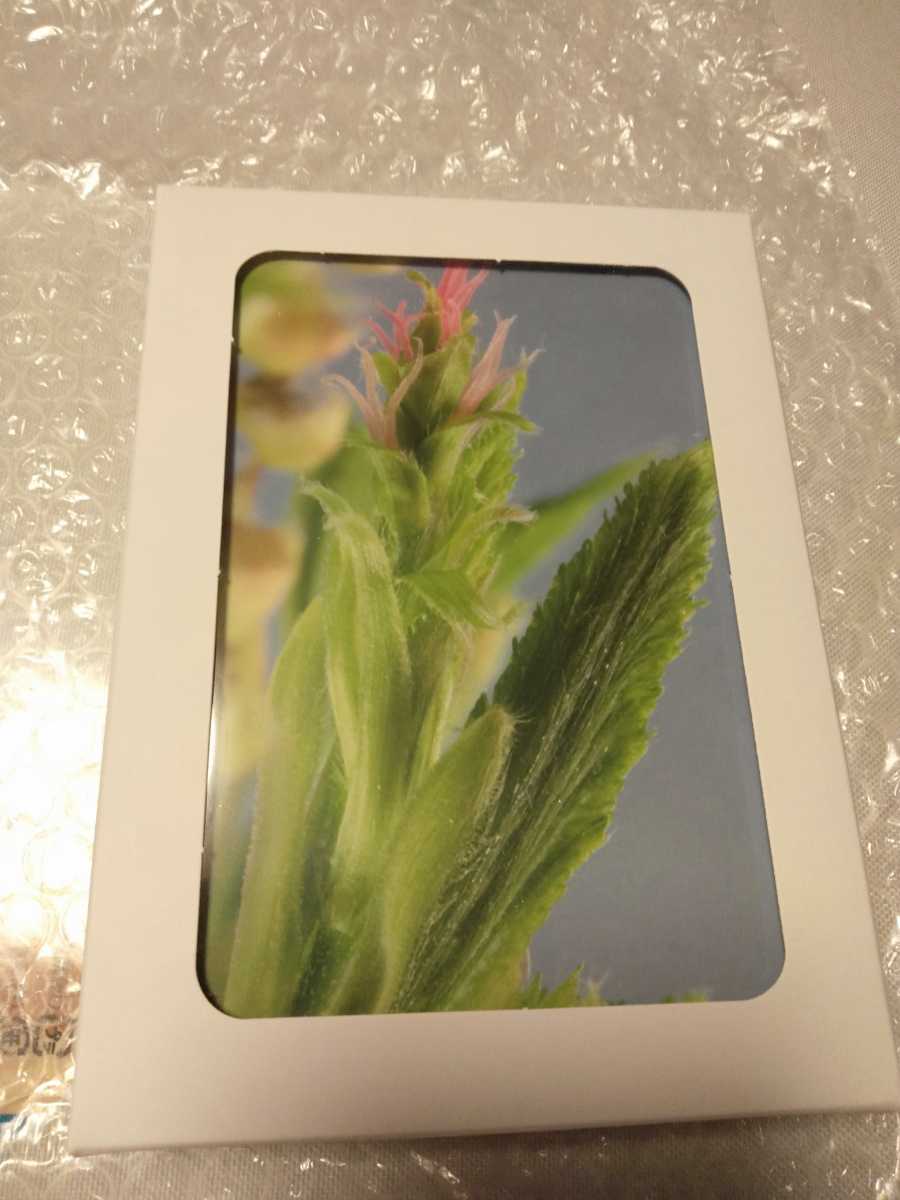  healing herb s company flower * postcard 40 sheets entering! new goods #Healing Harbs Flower Cards# regular price ¥4950# flower card 