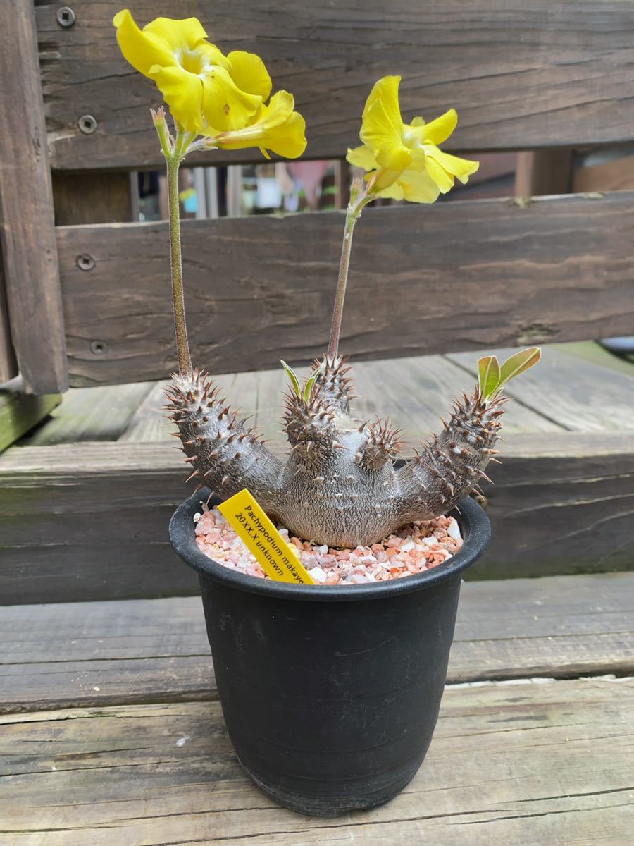 Pachypodium makayense パキポディウム マカイエンセ 塊根 Pachypodium makayense パキポディウム マカイエンセ 塊根