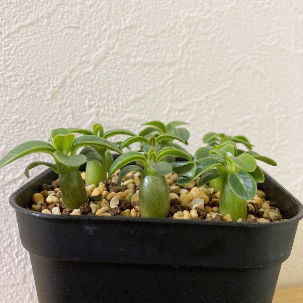 ウィンゾリー 実生 9苗 ①/パキポディウム 塊根植物 コーデック ウィンゾリー 実生 9苗 ①/パキポディウム 塊根植物 コーデック