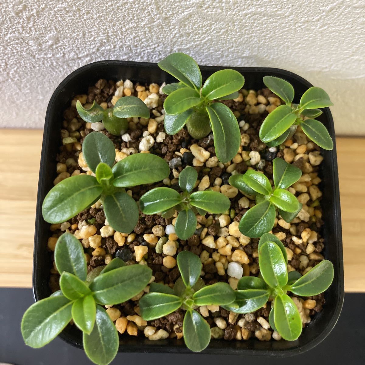 ウィンゾリー 実生 9苗 ①/パキポディウム 塊根植物 コーデック ウィンゾリー 実生 9苗 ①/パキポディウム 塊根植物 コーデック