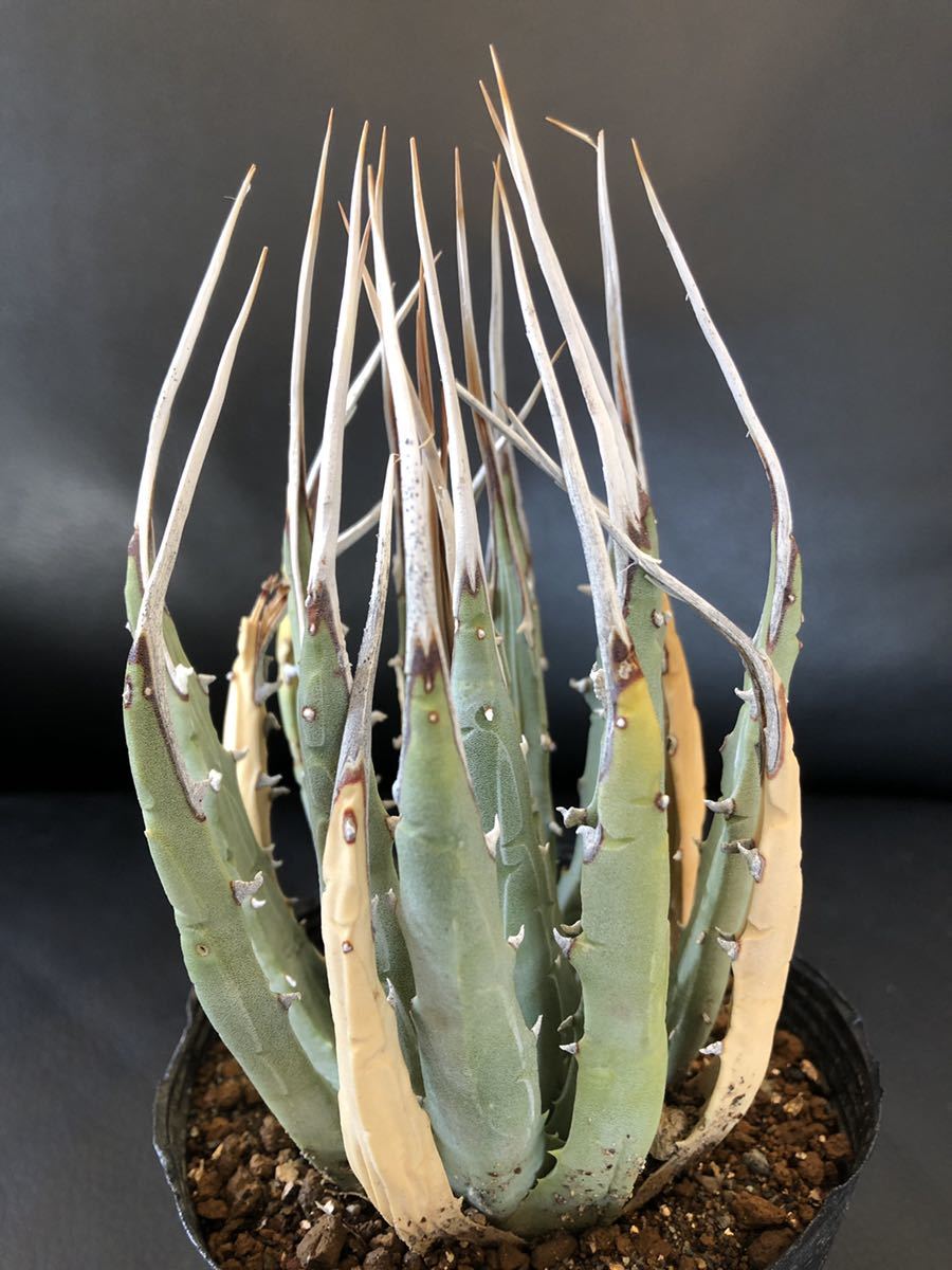 B14 Agave アガベユタエンシス エボリスピナ bisericamesia.ro