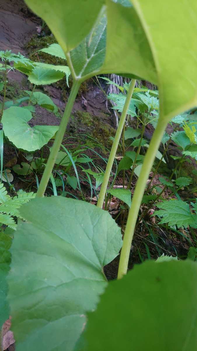 長野県産 「山蕗」天然物 60サイズ_画像1