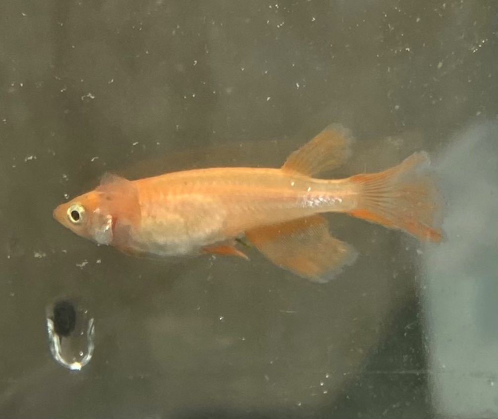 現物 卑弥呼 2ペア+雄2 雄1頬あり 雌頬なし 計6匹ブドウ目 鰭長 アルビノヒレ長 産卵中 卑弥呼めだか 卑弥呼メダカ 若魚 成魚 2