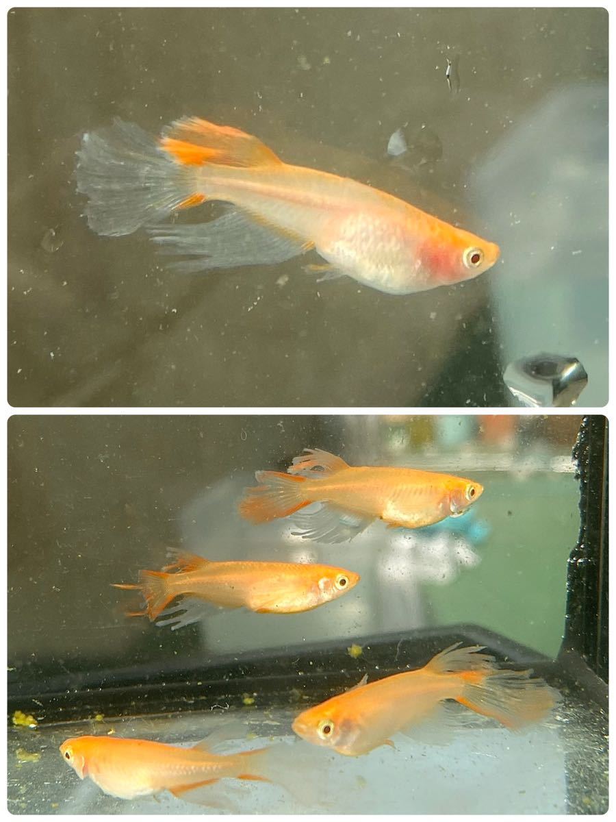 現物 卑弥呼 2ペア+雄2 雄1頬あり 雌頬なし 計6匹ブドウ目 鰭長 アルビノヒレ長 産卵中 卑弥呼めだか 卑弥呼メダカ 若魚 成魚