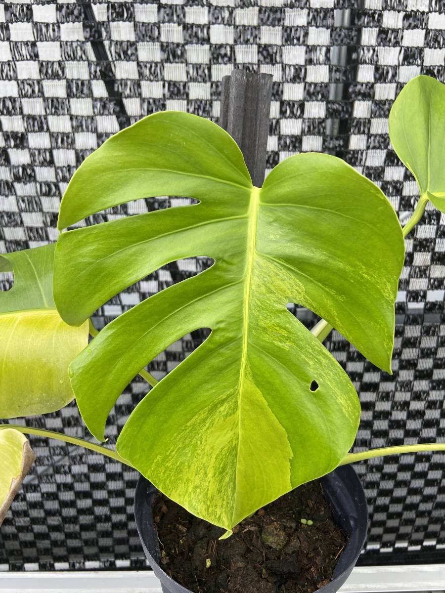 モンステラ・ボルシギアナ・オーレアバリエガータ 黄斑入り Monstera
