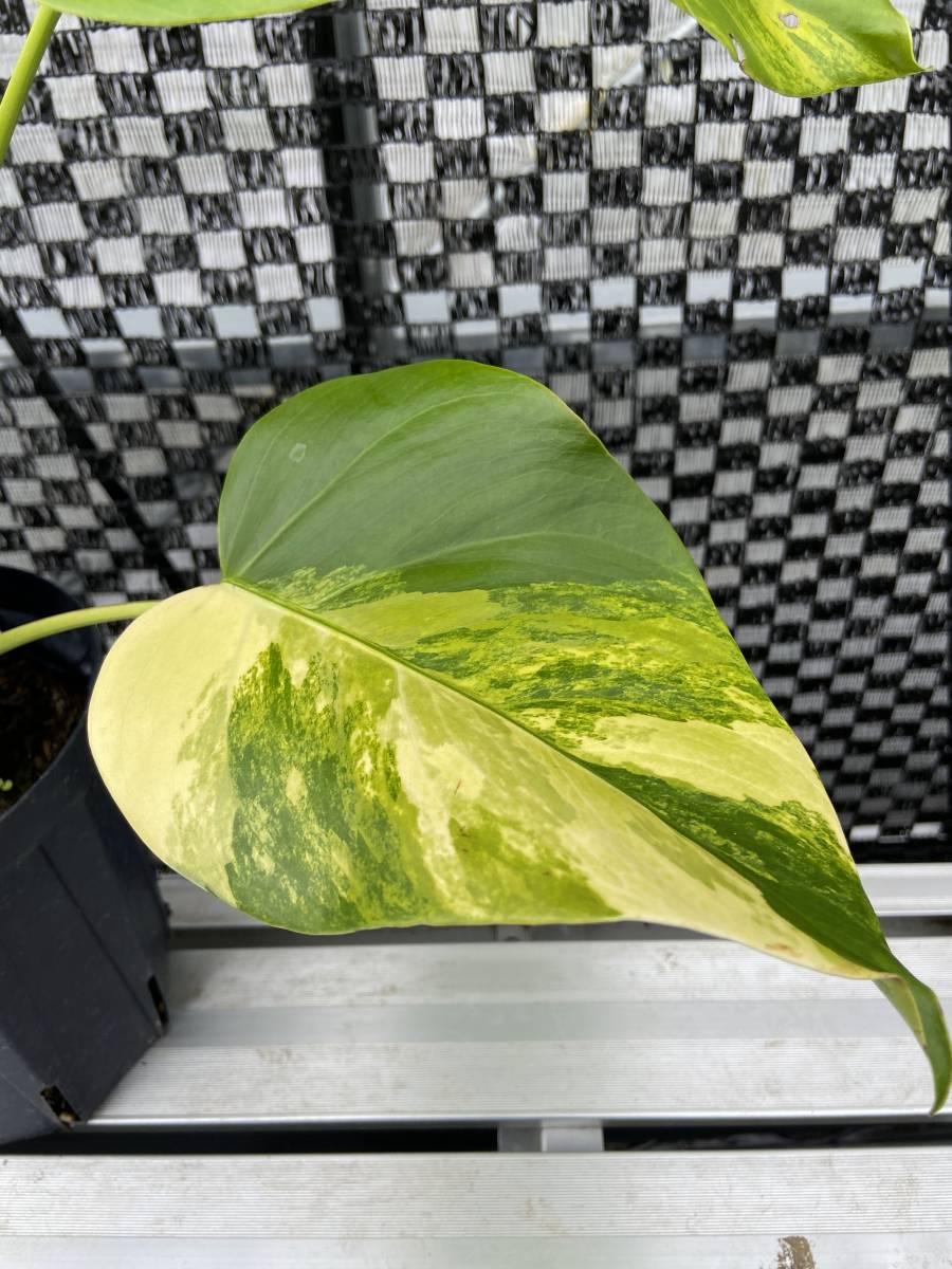 モンステラ・ボルシギアナ・オーレアバリエガータ 黄斑入り Monstera