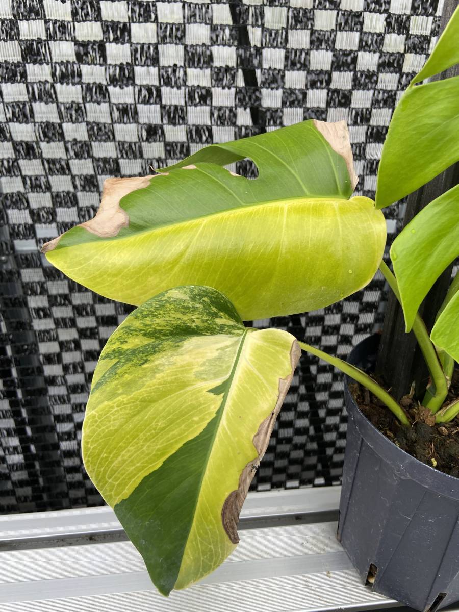 モンステラ・ボルシギアナ・オーレアバリエガータ 黄斑入り Monstera