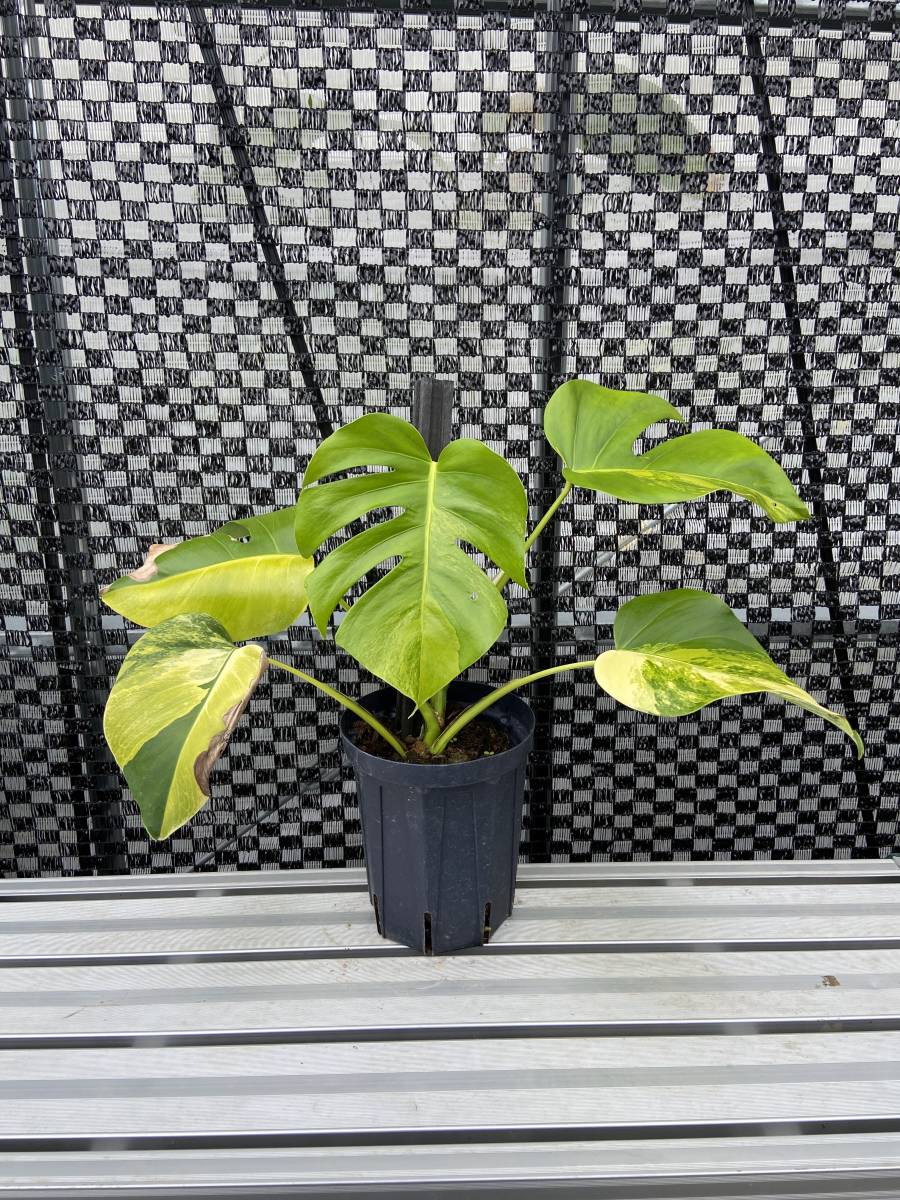 モンステラ・ボルシギアナ・オーレアバリエガータ 黄斑入り Monstera