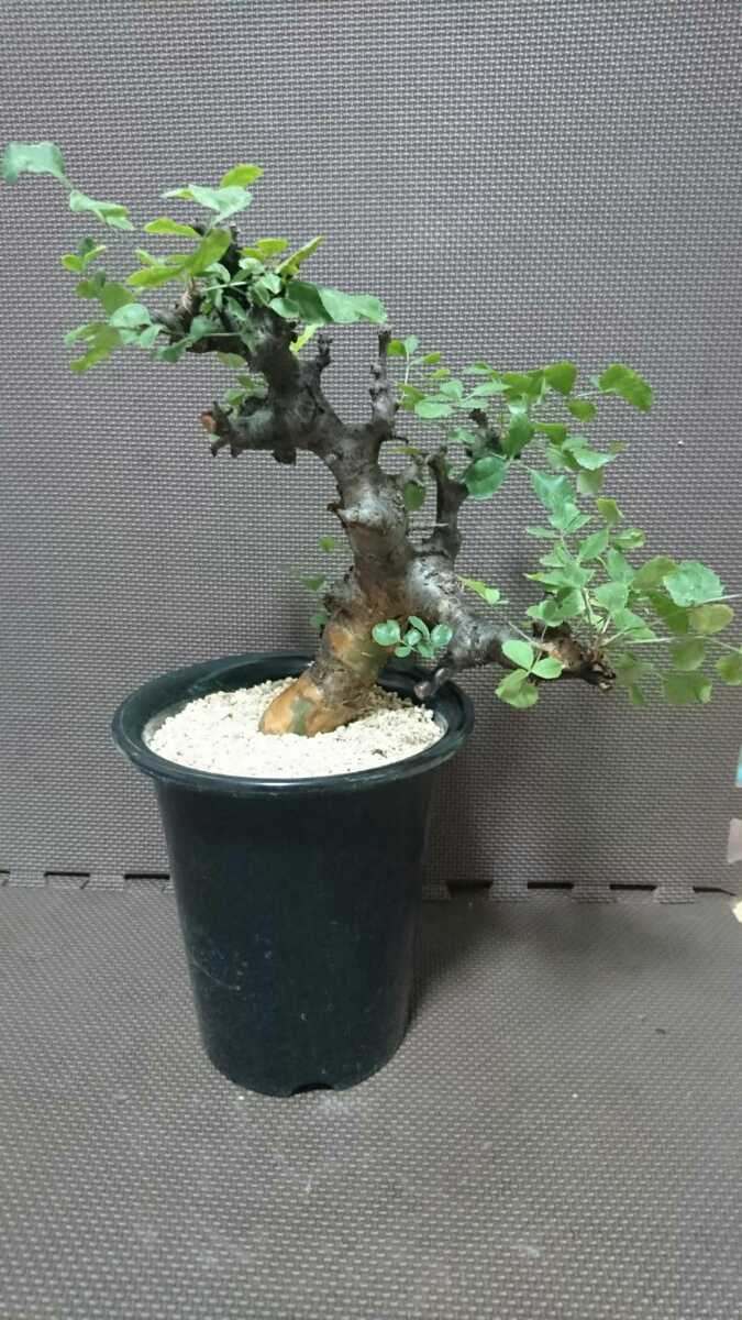 コミフォラ ボラネンシス 発根済み 灌木 コーデックス 観葉植物