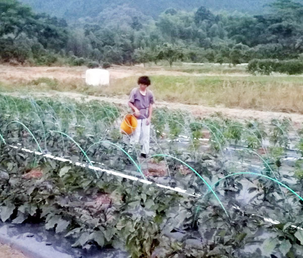無肥料 無農薬 たまねぎ(約2.5kg)☆自然に恵まれた熊本県産で、農薬も肥料さえも使わず、自然と共生する究極の農法で作りました♪_画像2