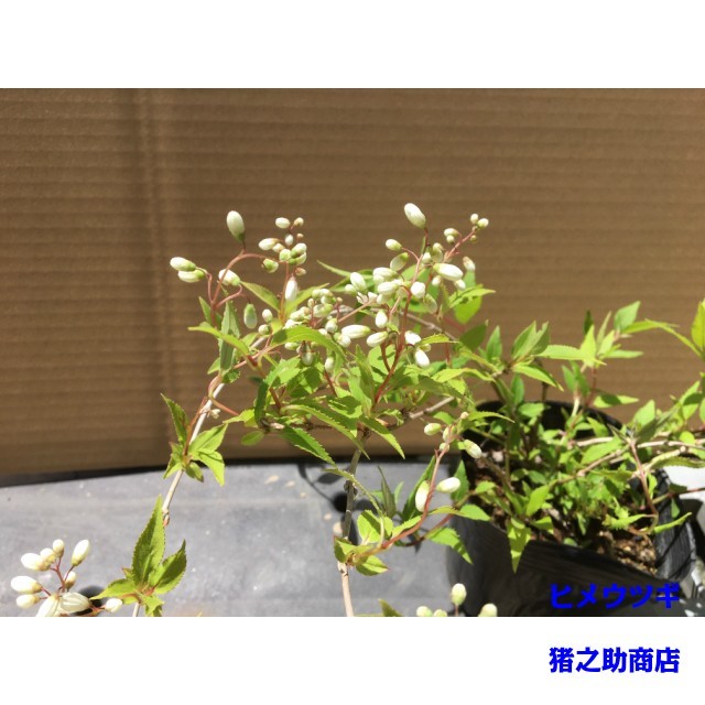 植木 ヒメウツギ (姫卯木) 12.0ｐ 15本 樹高0.2ｍ前後 12.0ｐ 植木