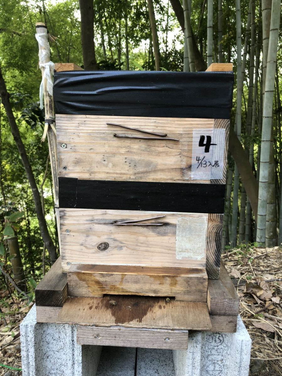 日本ミツバチ 日本蜜蜂 みつばち 4月13日入居 分蜂群巣箱セットNo4 日本ミツバチ 日本蜜蜂 みつばち 4月13日入居 分蜂群巣箱セットNo4