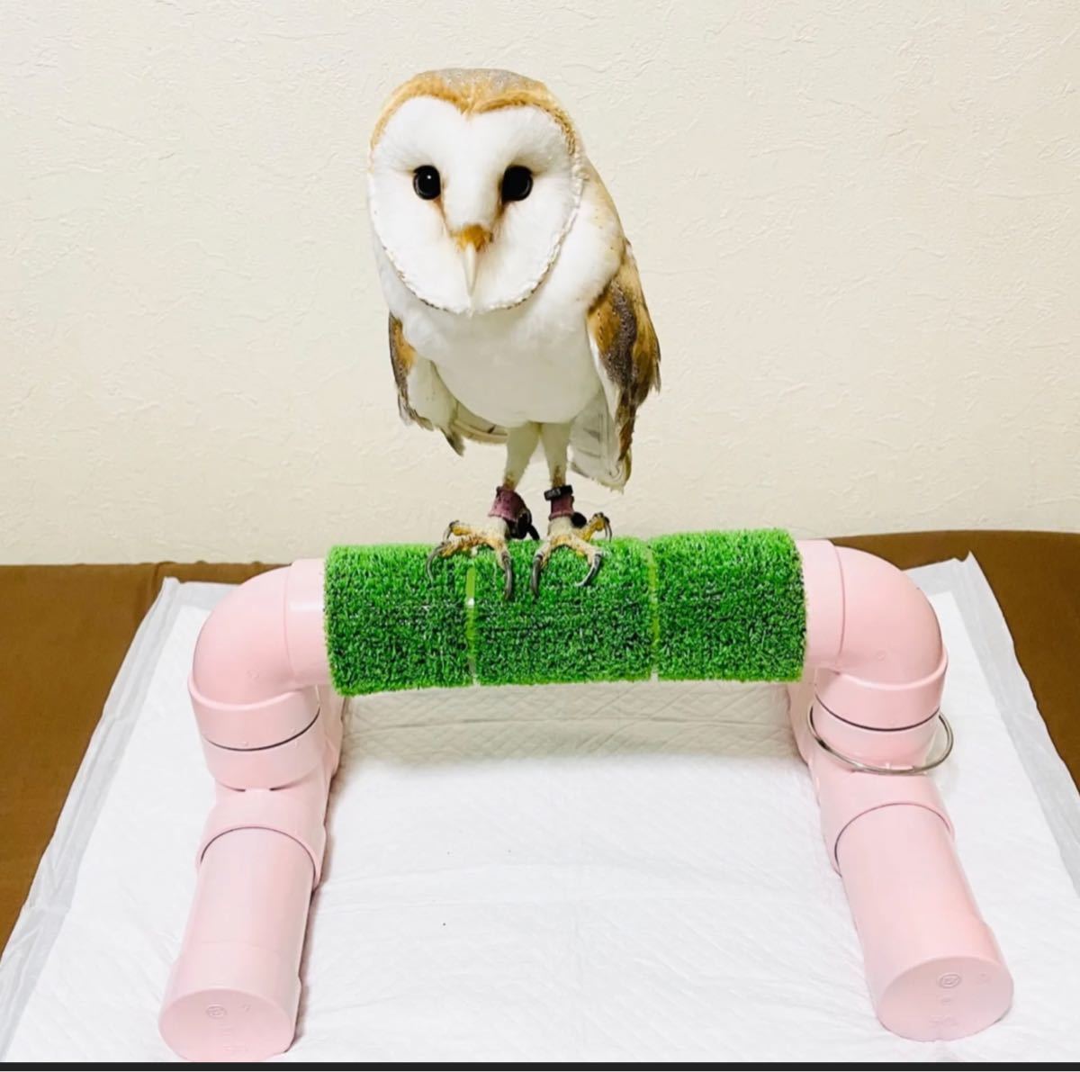 PayPayフリマ|猛禽類 ボウパーチ 無塗装 ふくろう