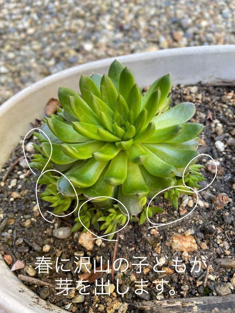 【20個】小さめ　爪蓮華　多肉植物　初心者向け　ガーデニング　簡単に増える　抜き苗　ツメレンゲ　抜き苗　1_画像5