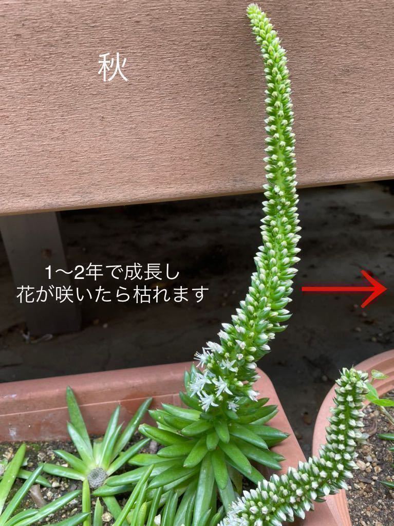 【20個】小さめ　爪蓮華　多肉植物　初心者向け　ガーデニング　簡単に増える　抜き苗　ツメレンゲ　抜き苗　1_画像7