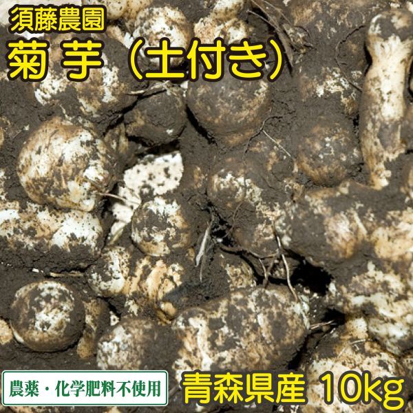 土付き 菊芋 10kg【須藤農園】農薬 化学肥料不使用_画像1