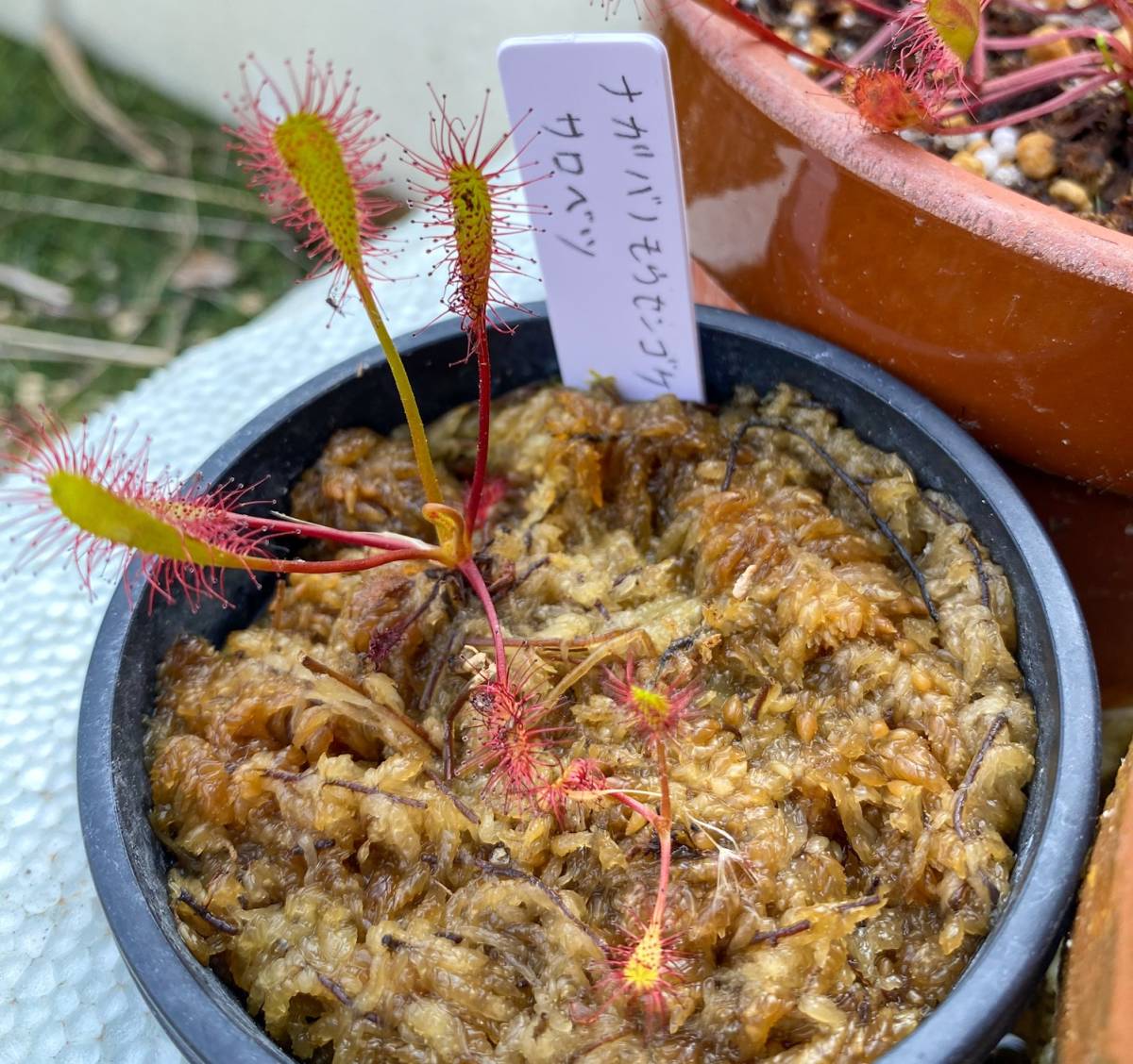 ナガバノモウセンゴケ（サロベツ産）２株 食虫植物 山野草