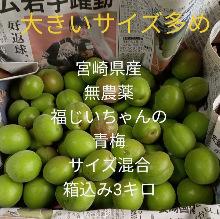 ⭕追熟必要です！宮崎県産　農薬不使用　福じいちゃんのキウイ　箱込み約1.4キロ