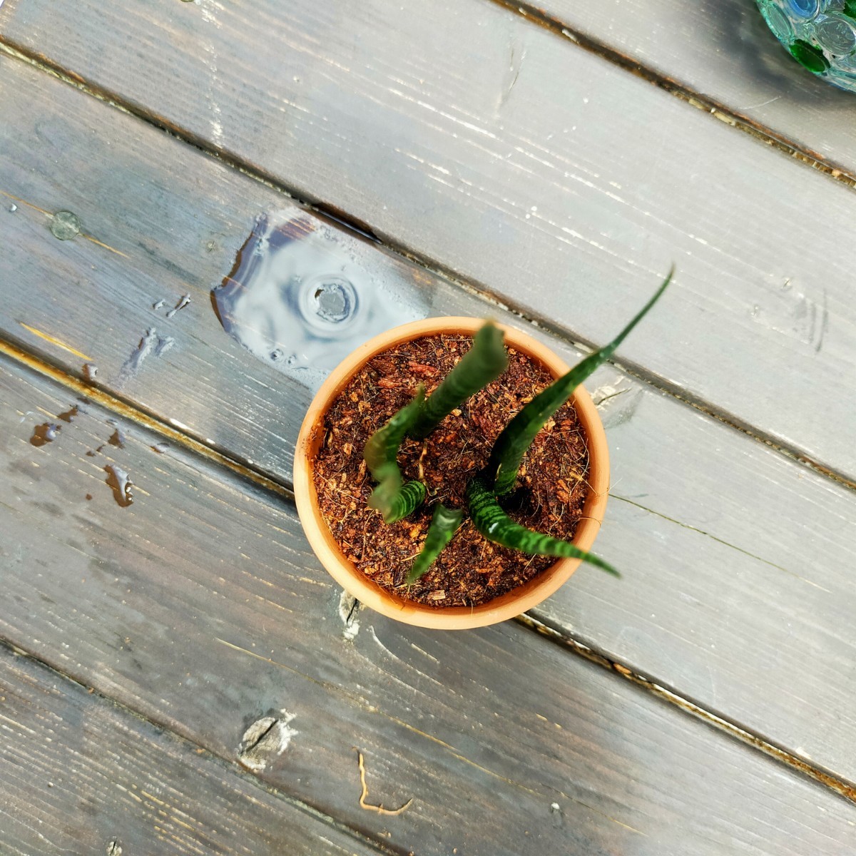 ブルークローン　サンスベリア　美株　抜き苗 サンスベリア ミカド 子株たくさん 抜き苗 匿名配送｜Yahoo