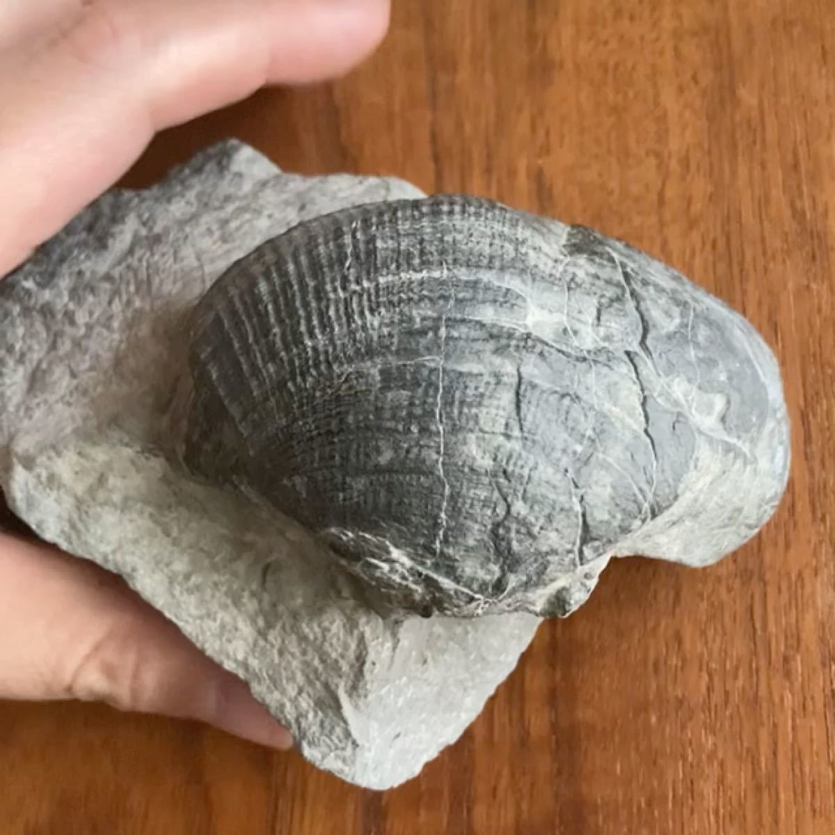 日本の化石　ナノナビス　白亜紀二枚貝　大阪府産出