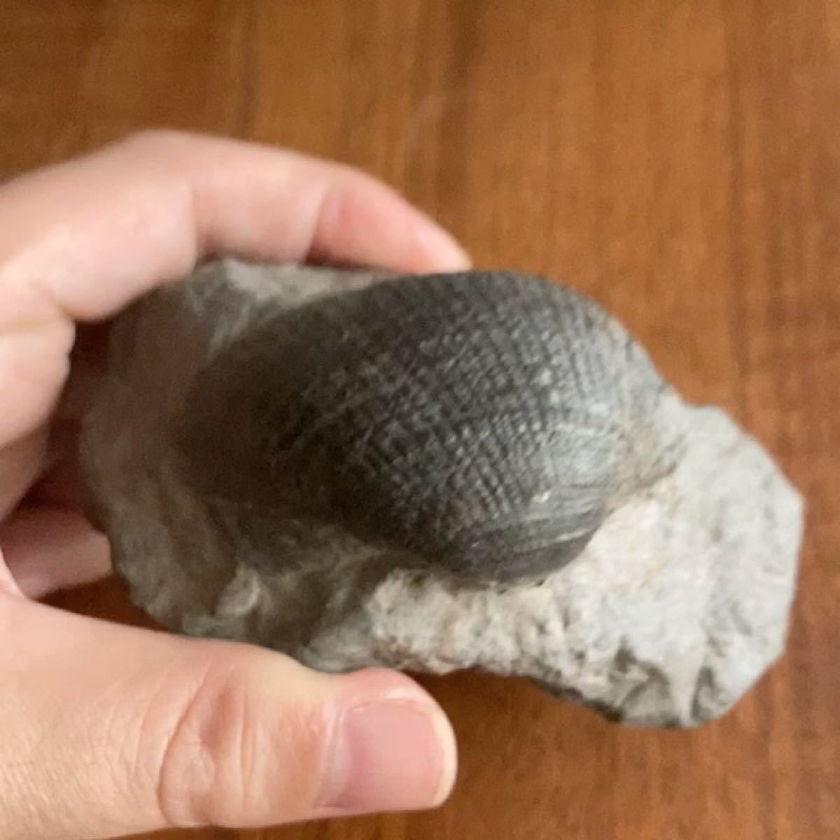 日本の化石　ナノナビス　大阪府産出　白亜紀末期　二枚貝　美クリーニング済