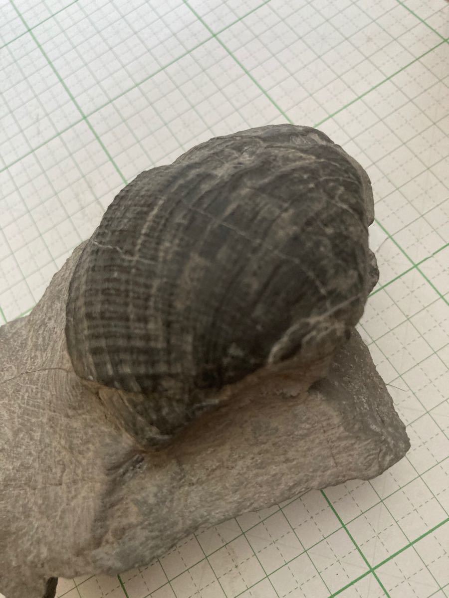 日本の化石　ナノナビス　白亜紀二枚貝　大阪府産出