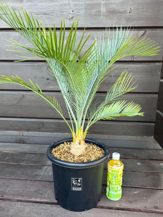 Macrozamia macdonnellii マクロザミア マクドンネリー Macrozamia macdonnellii マクロザミア マクドンネリー